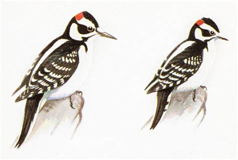 How to Tell a Hairy Woodpecker From a Downy Woodpecker | Audubon