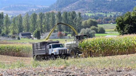 Beautiful Weather Corn Harvest, Coldstream Ranch, Coldstream BC ...