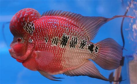 Flowerhorn Cichlid Care: Tank Mates, Food & Other Tips