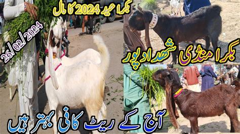 Bakra Mandi Shahdadpur Latest Update Today Mix Goat Breed Date 26