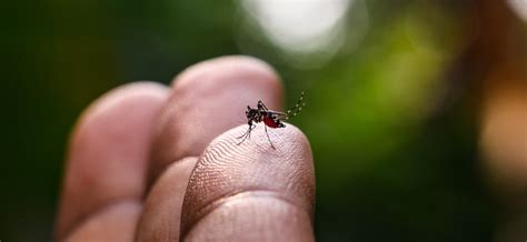 Dengue Conhe A Os Principais Sintomas E Saiba Como Se Proteger Do