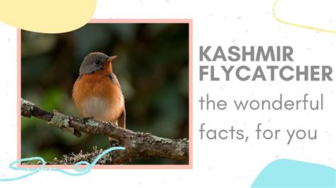 Kashmir Flycatcher Facts Which Is The State Bird Of Jammu And Kashmir