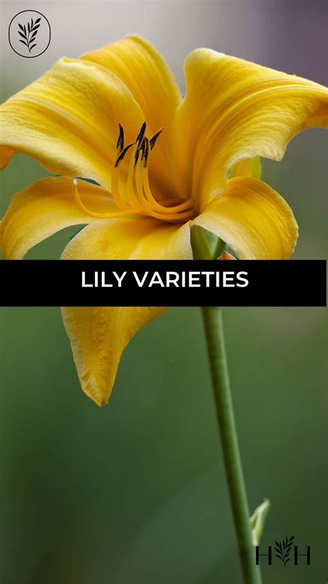 30 lily varieties 🌺 🌼 Exploring the diverse world of lilies