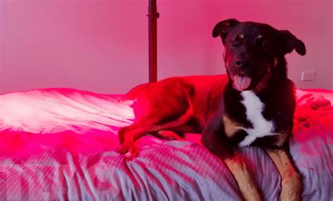 Do LED Lights Hurt Dogs Eyes? A Detailed Answer - Darkless LED Lighting ...