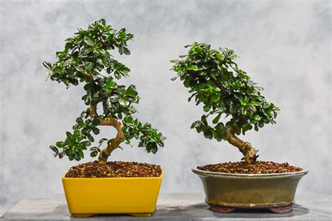 Fukien Tea Regular Leaf Bonsai Tree Wigerts Bonsai