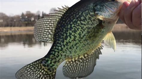 Early Spring Crappie Fishing Catch N” Cook Youtube