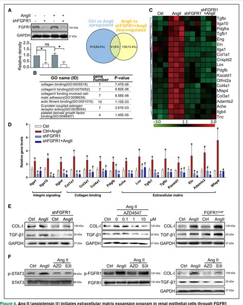 Figure 2 From Ang II Angiotensin II Induced FGFR1 Fibroblast Growth