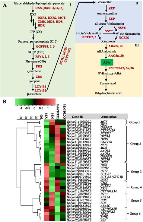 Expression Profiles Of Aba Biosynthetic And Catabolic Genes In The Root Download Scientific