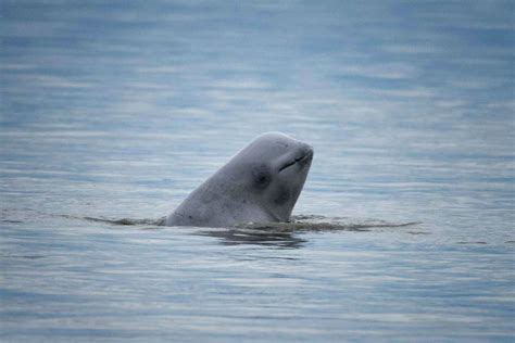 Cook Inlet Beluga Whales Declining | Marine Science | Fish Focus