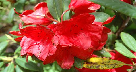 Different Types Of Geranium Varieties - Pretty Kinds! - EmbraceGardening