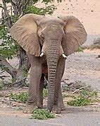 Category Valued Images Of Loxodonta Africana Wikimedia Commons