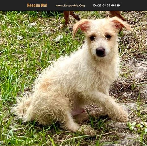 Adopt Yorkie Rescue Fort Myers Fl