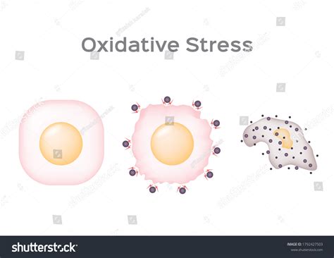 Oxidative Stress Cell Vector Free Radical Vetor Stock Livre De