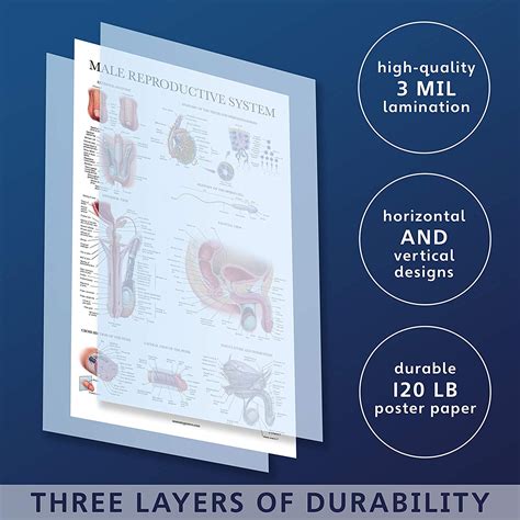 Male Reproductive System Anatomical Chart Palace Learning