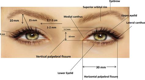 Periorbital Rejuvenation With Application Of Fat Transfer Atlas Of