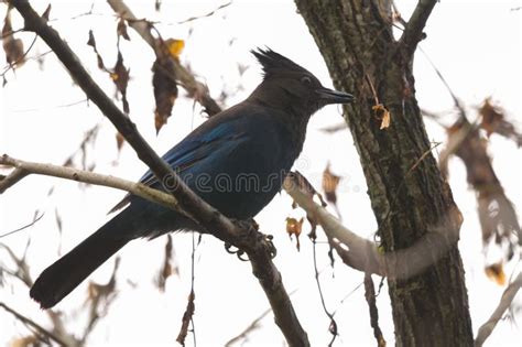 Steller S Jay Feeding in Woods Stock Photo - Image of conspicuous, darkest: 313133194