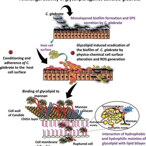 Schematic illustration of biofilm-reducing activity of glycolipid ...