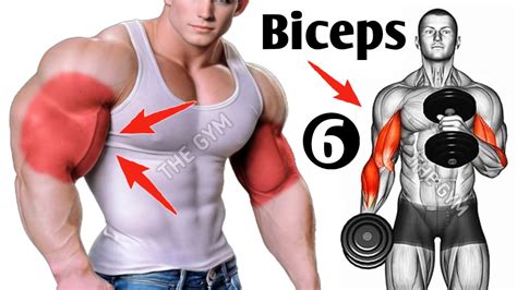 Muscle Growth Biceps Exercises Fastest Youtube