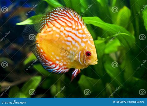 Colorful Discus Fish Stock Photography - Image: 18565872