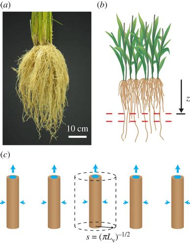 A Design Principle Of Root Length Distribution Of Plants Journal Of The Royal Society Interface