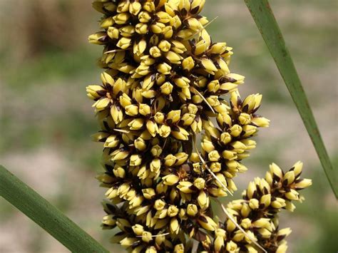 Australian Asparagaceae