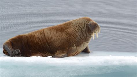 Arctic Walrus