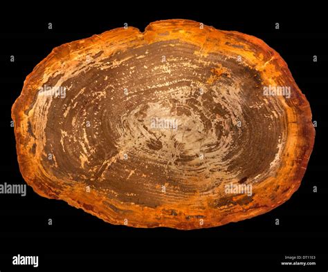 Versteinerte holz Fotos und Bildmaterial in hoher Auflösung Alamy