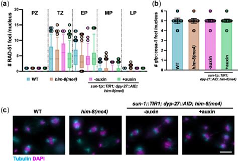 DPY 27 Depletion Does Not Affect Male Meiosis A Quantification Of