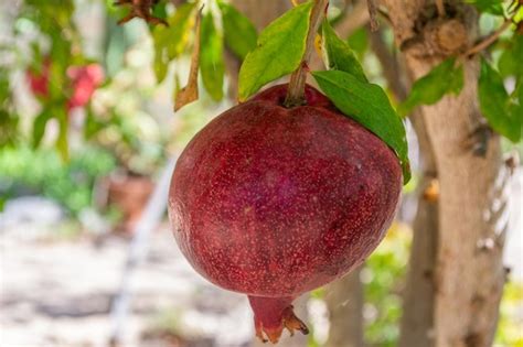 Premium Photo Red Pomegranates On The Tree Isolated