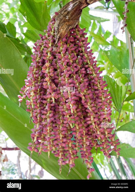 Large Cluster Of Pink Red Flower Buds Hanging From Stem Of Caryota