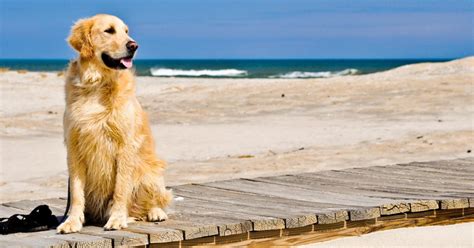 Spiagge Libere Per Cani In Sicilia Ecco Quali Sono