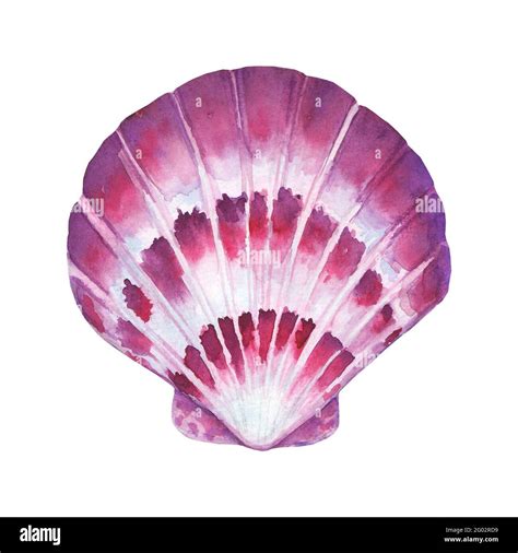 Seashell Watercolor Illustration Watercolour Hand Drawn Sea Shell