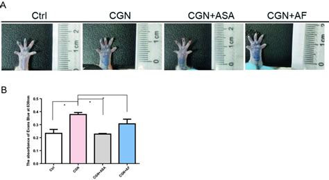 Extravasation Of Evans Blue In Tissues A Evans Blue Injection And