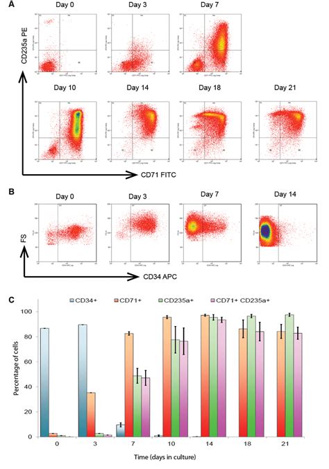 Immunophenotypical Characterisation Of Cells At Different Time