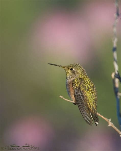 Calliope Hummingbirds Mia Mcphersons On The Wing Photography