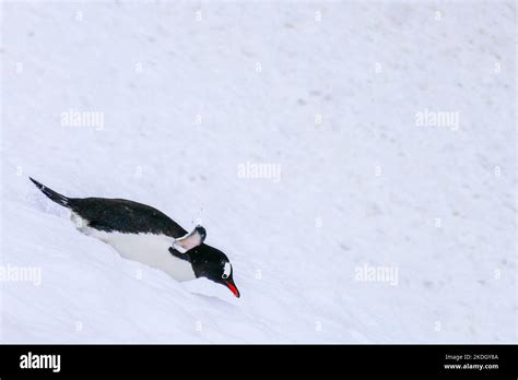 A Penguin Sliding Down A Snowy Slope On Its Belly Stock Photo Alamy