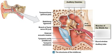 Middle Ear Diagram Quizlet