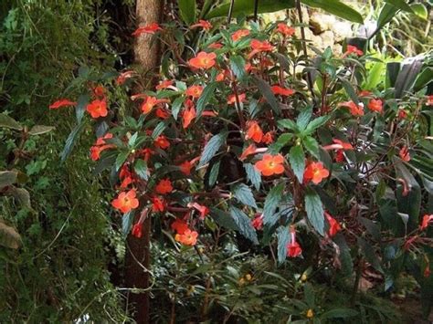 Ахименес purple king фото и описание: сорта, уход, как выглядит цветок