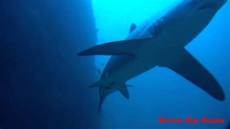 Malapascua Diving Experience Thresher Shark Borneo Boy Studio