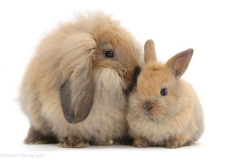 Fluffy Lionhead x Lop rabbit, and cute baby bunny photo WP35985