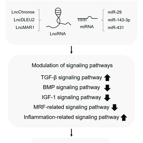 Alteration In Non Coding Rna Levels Regulates Multiple Signaling