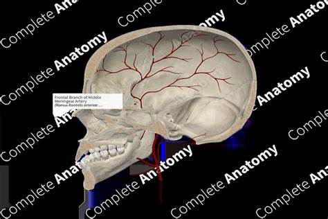 Frontal Branch of Middle Meningeal Artery | Complete Anatomy