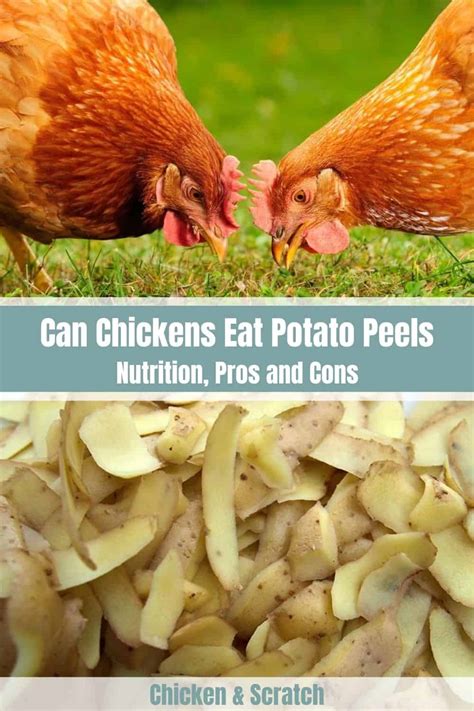 Can Chickens Eat Potato Peels Nutrition Pros And Cons