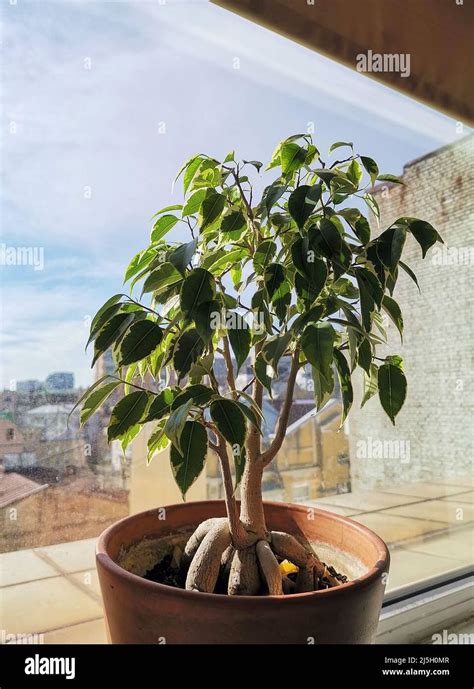 Ficus Bonsai: How to Care for This Popular Indoor Bonsai Tree