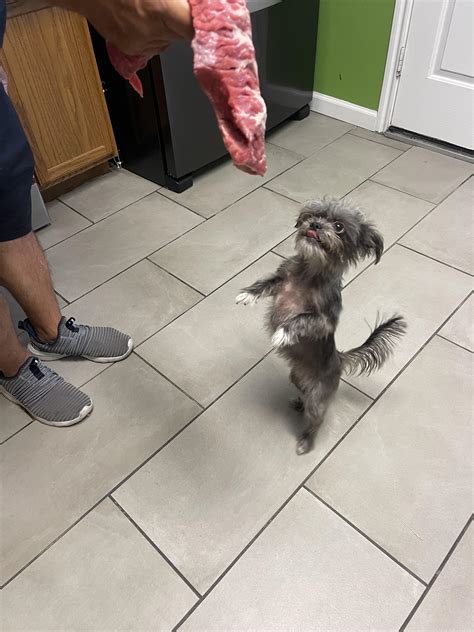 This is Mimi : r/Chorkies