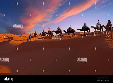 Camel Caravan Going Through The Sahara Desert In Morocco At Sunset