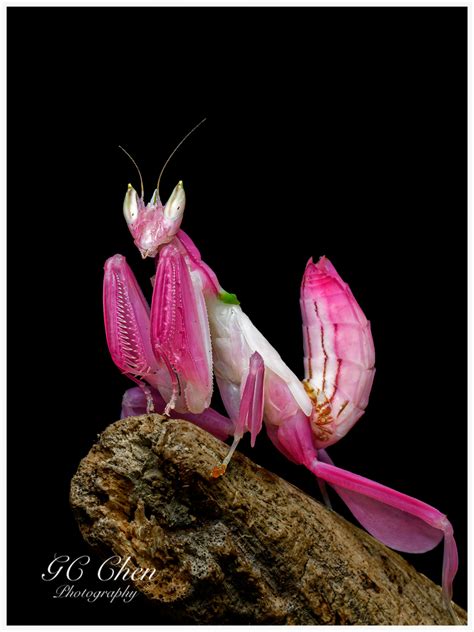 Pink Orchid Praying Mantis