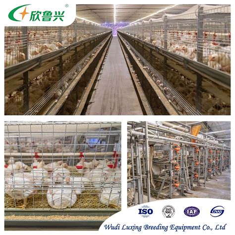 H Type Animal Cages Broiler Battery Poultry Farming Equipments Chicken