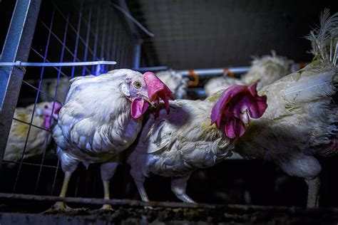 Bodenseekreis Huhn Kunigunde Sucht Eine Familie Verein Rettet