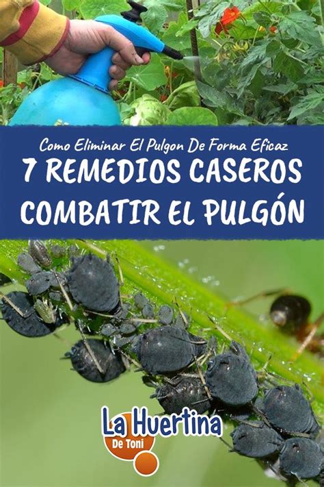 Remedios Caseros Eficaces Para Combatir El Pulg N Pulgones En Las